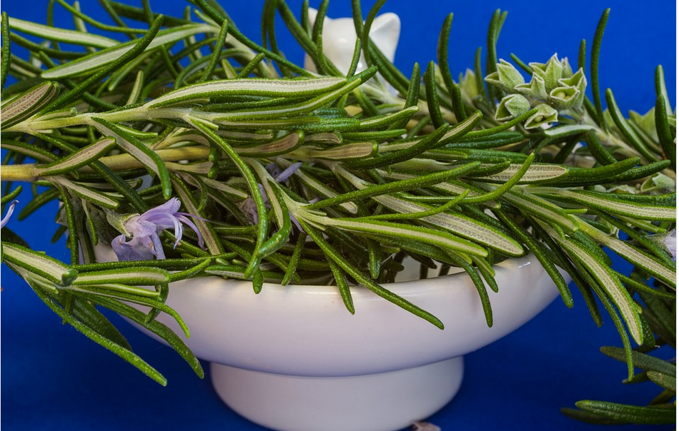 the rosemary herb